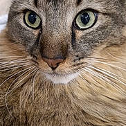 Gaspard participe au concours pour gagner de l'argent avec cette photo : alert, animal, cat, close_up, cute, domestic_cat, ears, face, feline, fur, green_eyes, indoor, looking, mammal, nose, pet, portrait, soft_fur, tabby_cat, whiskers