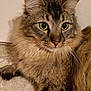 Gaspard participe au concours pour gagner de l'argent avec cette photo : abyssinian, angora, animal, brasssection, cat, horn, kitten, manx, musicalinstrument, pet, siamese