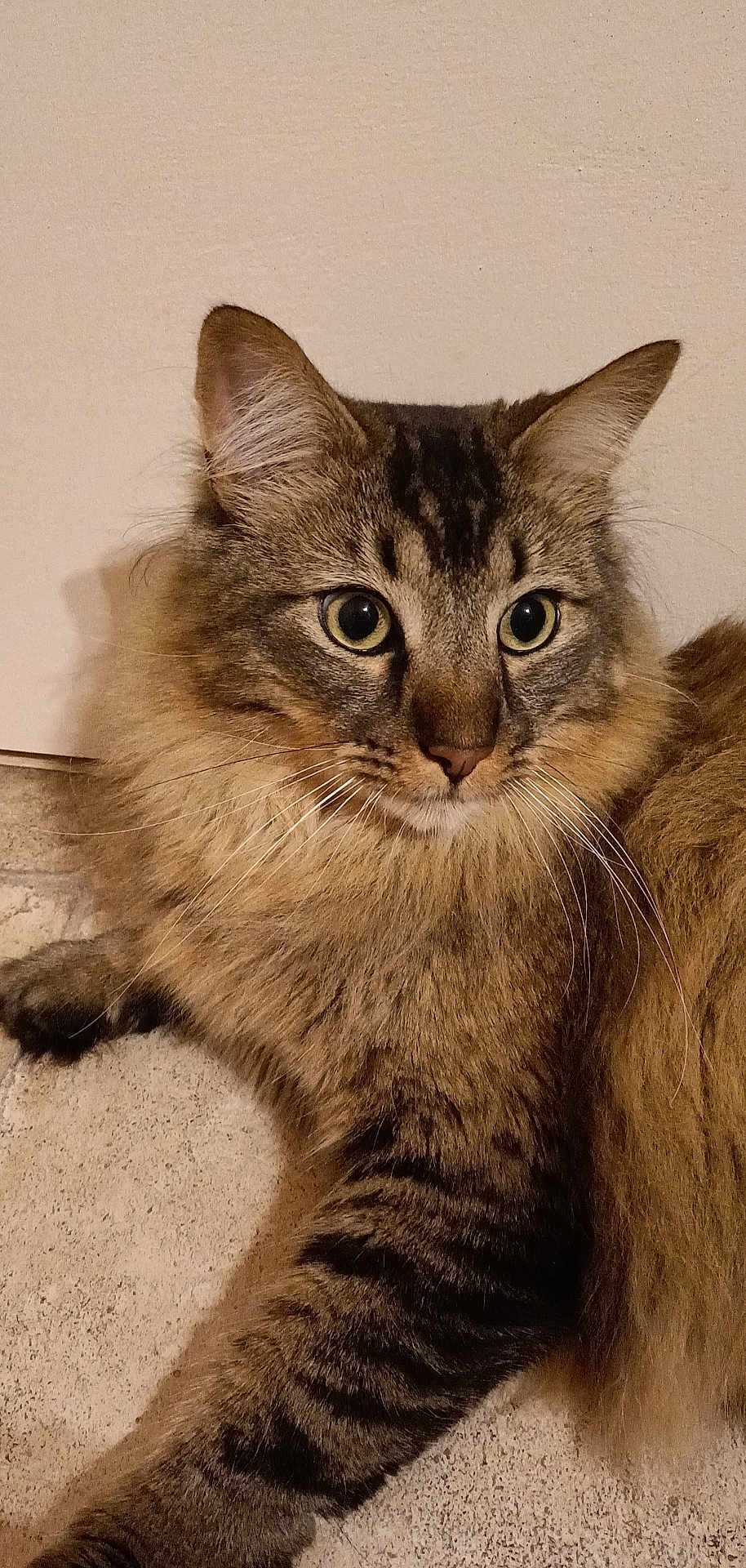 Gaspard participe au concours pour gagner de l'argent avec cette photo : abyssinian, angora, animal, brasssection, cat, horn, kitten, manx, musicalinstrument, pet, siamese