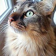 Gaspard a rejoint le concours — aidez-le/la à gagner de superbes lots ! abyssinian, angora, animal, brasssection, cat, hardwood, horn, kitten, manx, musicalinstrument, pet, siamese, snout, wood