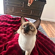 Ozzy is registered to the contest to win money with this photo: cat, siamese_cat, blue_eyes, blanket, red_blanket, bed, furniture, dresser, wood_floor, indoor, pet, curious, fur, whiskers, ears, home, cozy, animal, looking_up, domestic