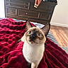 cat, siamese_cat, blue_eyes, blanket, red_blanket, bed, furniture, dresser, wood_floor, indoor, pet, curious, fur, whiskers, ears, home, cozy, animal, looking_up, domestic