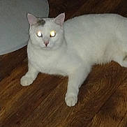 Snowy is registered to the contest to win money with this photo: cat, white_cat, animal, pet, floor, wooden_floor, indoor, lying_down, glowing_eyes, flash, domestic_cat, feline, cute, quiet, resting, fur, whiskers, ears, tail, household