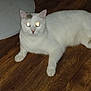 cat, white_cat, animal, pet, floor, wooden_floor, indoor, lying_down, glowing_eyes, flash, domestic_cat, feline, cute, quiet, resting, fur, whiskers, ears, tail, household