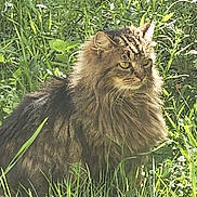 Duchesse a rejoint le concours — aidez-le/la à gagner de superbes lots ! cat, long_hair, outdoor, grass, greenery, nature, animal, pet, feline, fur, sunlight, plant, mammal, whiskers, ears, eyes, sitting, portrait, wildlife, close_up