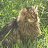 cat, long_hair, outdoor, grass, greenery, nature, animal, pet, feline, fur, sunlight, plant, mammal, whiskers, ears, eyes, sitting, portrait, wildlife, close_up