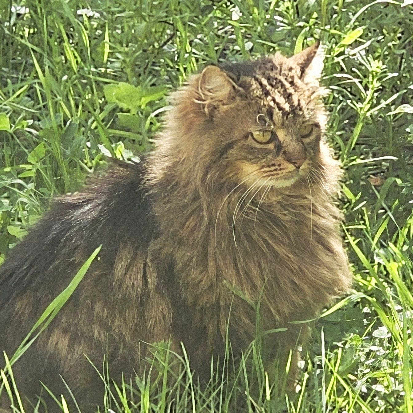 Duchesse