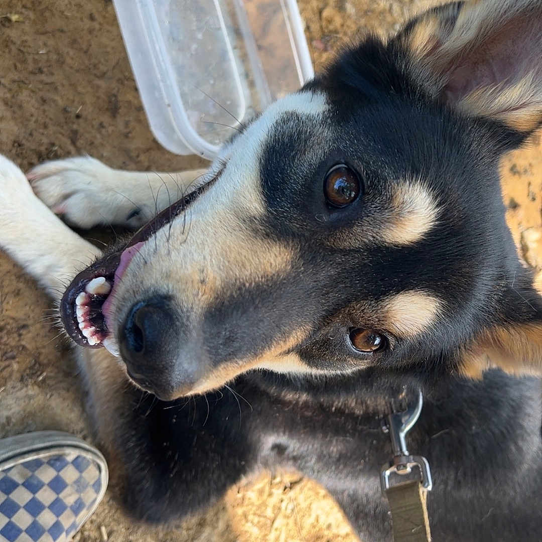 Storm joined the competition — help win amazing prizes! accessories, animal, bodypart, canine, clothing, dog, footwear, germanshepherd, hound, husky, labradorretriever, leash, mouth, person, pet, puppy, shoe, snout, soil, strap