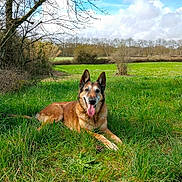 Hapache participe au concours pour gagner de l'argent avec cette photo : dog, animal, grass, meadow, nature, outdoor, canine, tongue_out, relaxed, sunny, greenery, tree, sky, field, pet, mammal, fur, happy, lying_down, daytime