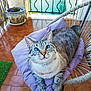 cat, blue_eyes, purple_cushion, woven_chair, terracotta_tiles, balcony, plant_pot, curious, relaxed, pet, indoor_outdoor, feline, striped_fur, whiskers, pink_nose, home, cozy, resting, looking_up, domestic_animal