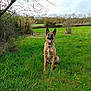 dog, german_shepherd, grass, field, nature, outdoor, pet, animal, canine, greenery, happy, tongue_out, ears_up, collar, spring, sky, trees, bushes, landscape, sitting