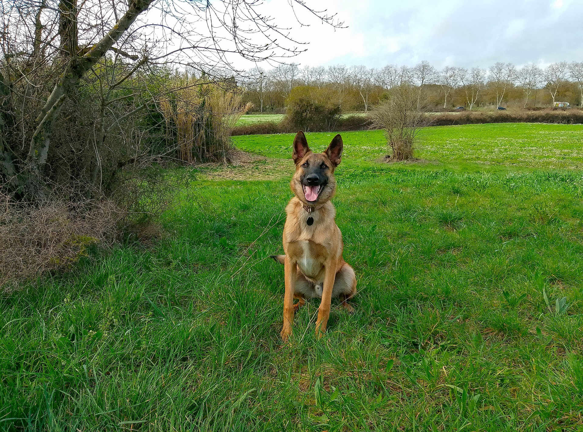 Bès a rejoint le concours — aidez-le/la à gagner de superbes lots ! dog, german_shepherd, grass, field, nature, outdoor, pet, animal, canine, greenery, happy, tongue_out, ears_up, collar, spring, sky, trees, bushes, landscape, sitting