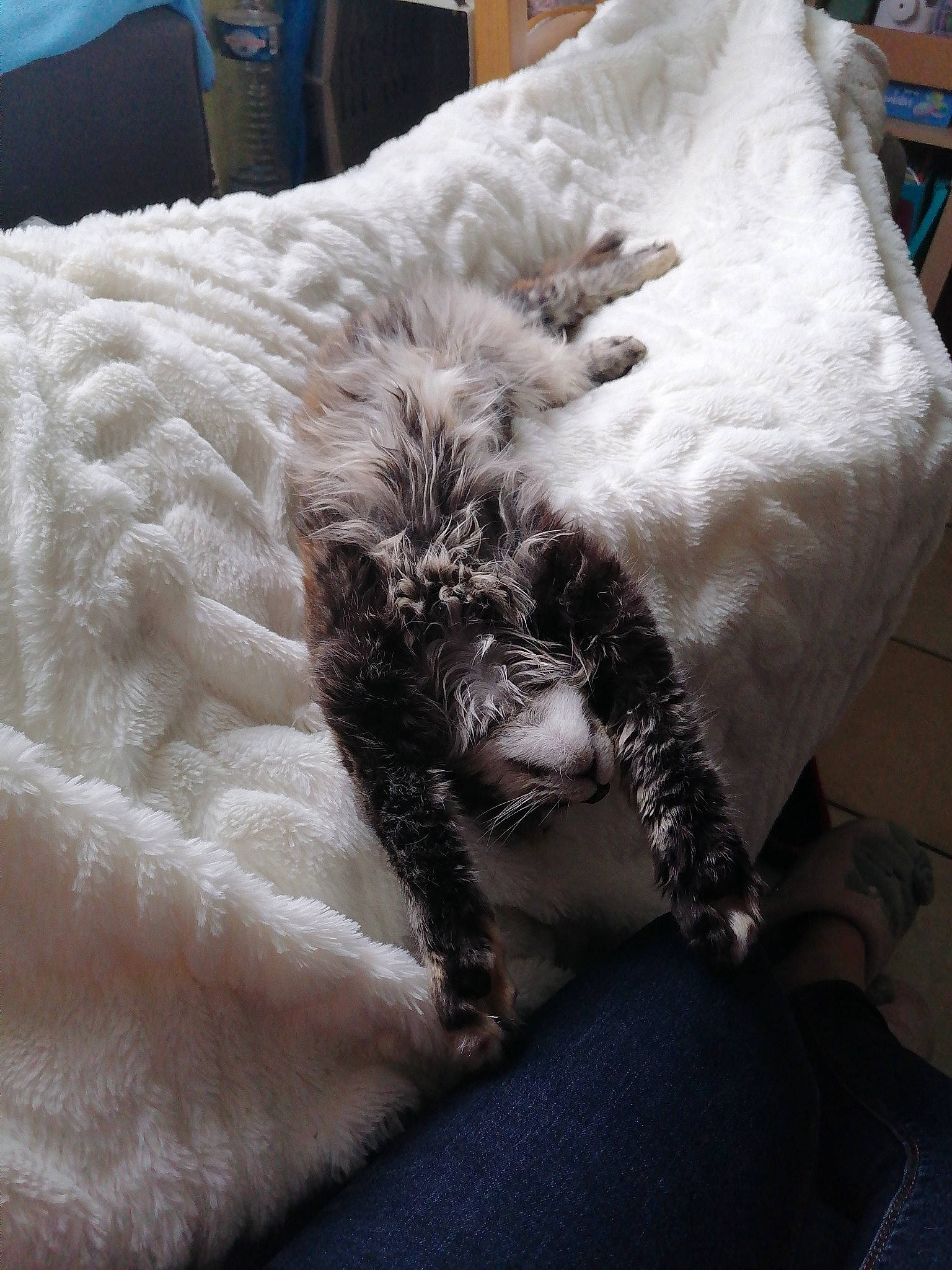 R-mionne a rejoint le concours — aidez-le/la à gagner de superbes lots ! bed, bedding, blue, carnivore, cat, cat_bed, chair, claw, comfort, companion_dog, couch, duvet, felidae, fur, furniture, grey, linens, small_to_medium_sized_cats, tail, whiskers