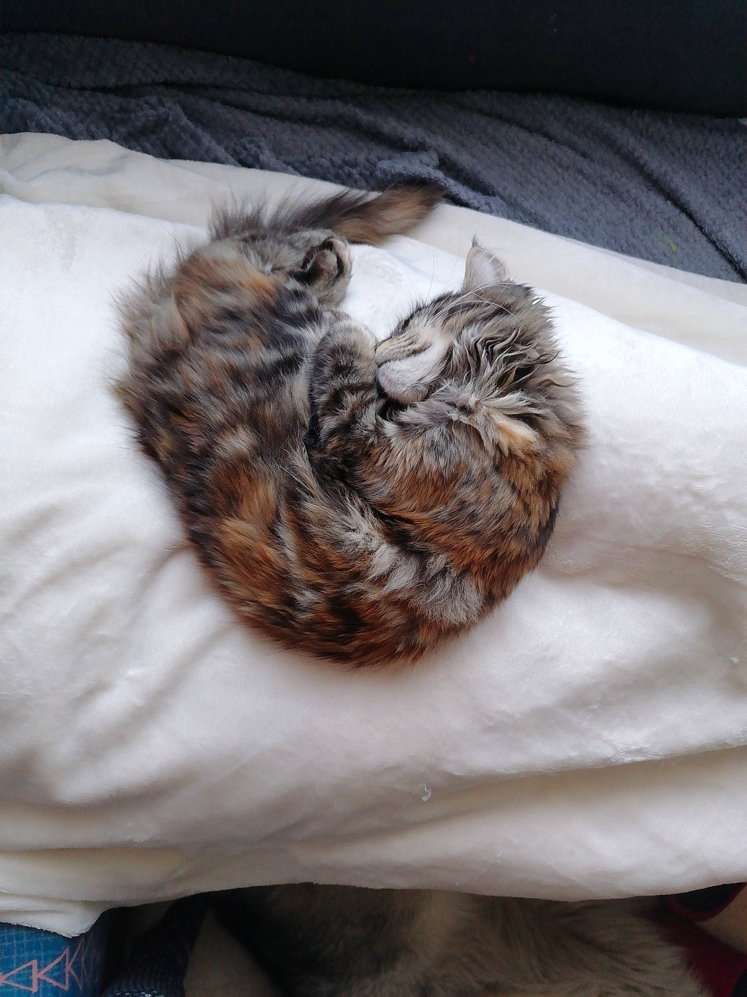 R-mionne participe au concours pour gagner de l'argent avec cette photo : carnivore, cat, cat_bed, claw, close_up, comfort, domestic_short_haired_cat, felidae, fur, linens, nap, paw, sleep, small_to_medium_sized_cats, snout, tail, terrestrial_animal, textile, whiskers, wood