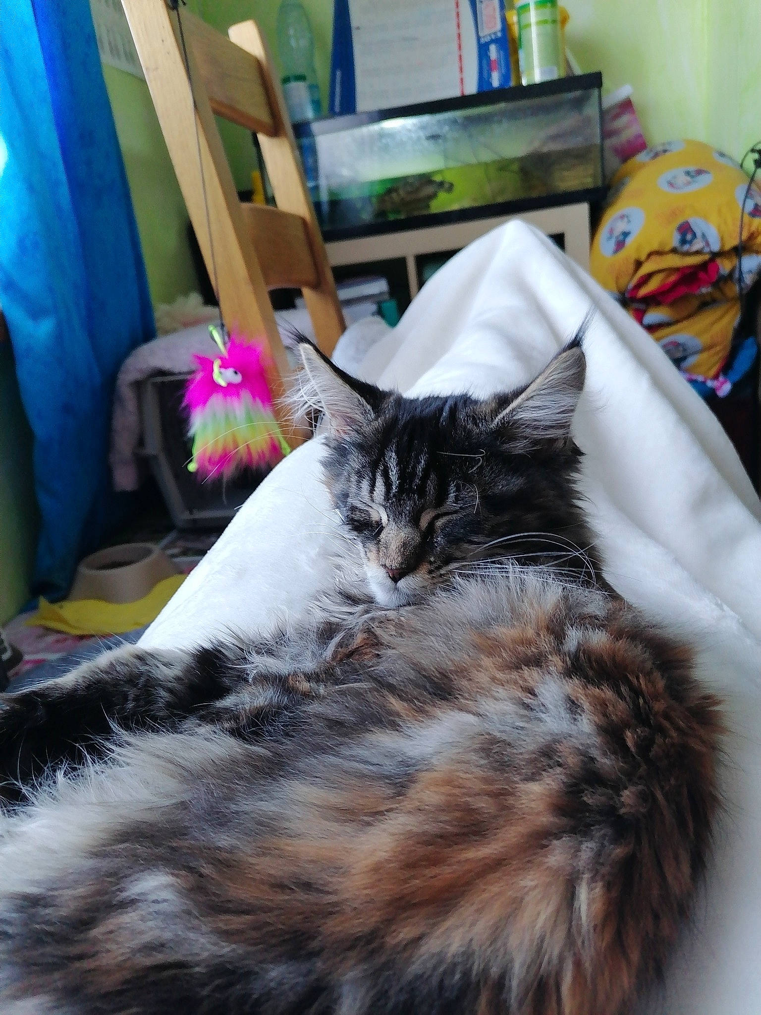 R-mionne a rejoint le concours — aidez-le/la à gagner de superbes lots ! bedding, carnivore, cat, claw, comfort, curtain, domestic_short_haired_cat, felidae, flooring, flowerpot, fur, grey, houseplant, linens, paw, plant, room, small_to_medium_sized_cats, tail, whiskers