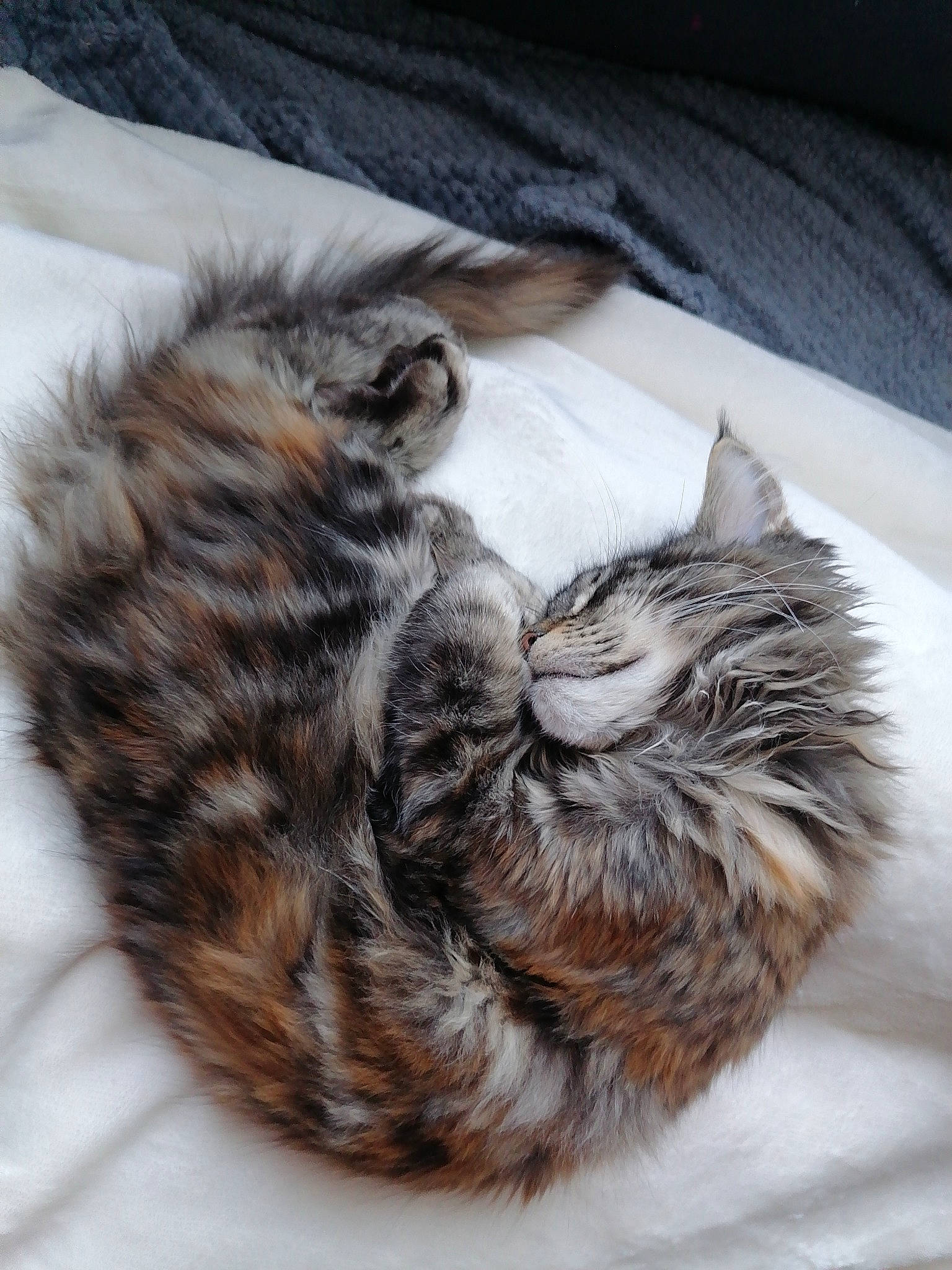 R-mionne participe au concours pour gagner de l'argent avec cette photo : carnivore, cat, cat_bed, claw, comfort, domestic_short_haired_cat, felidae, fur, grey, nap, paw, sleep, small_to_medium_sized_cats, snout, tail, whiskers