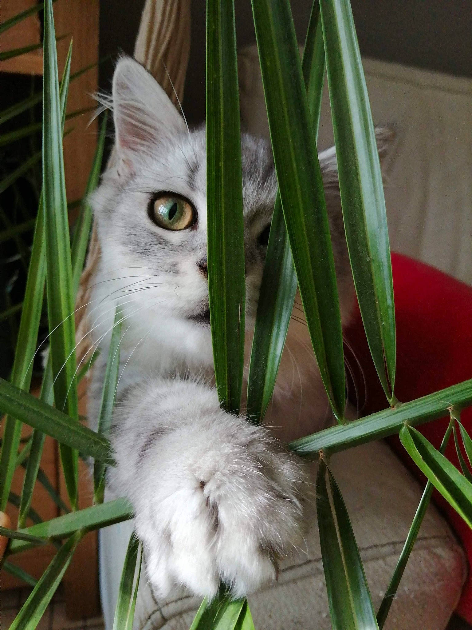 Pimousse a rejoint le concours — aidez-le/la à gagner de superbes lots ! aegean_cat, asian_semi_longhair, british_semi_longhair, burmilla, carnivore, cat, domestic_long_haired_cat, domestic_short_haired_cat, eye, felidae, grass, mammal, persian, plant, small_to_medium_sized_cats, tail, turkish_angora, whiskers