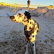 Robby a rejoint le concours — aidez-le/la à gagner de superbes lots ! animal, background, beach, canine, dalmatian, daylight, dog, harness, leash, nature, outdoor, person, pet, rope_barrier, sand, sky, spot, sunlight, sunset, walking