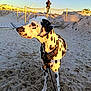 animal, background, beach, canine, dalmatian, daylight, dog, harness, leash, nature, outdoor, person, pet, rope_barrier, sand, sky, spot, sunlight, sunset, walking