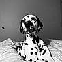 Robby participe au concours pour gagner de l'argent avec cette photo : animal, bed, bedroom, canine, dalmatian, dog, furniture, indoors, pet, pointer, puppy, room