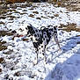 Robby participe au concours pour gagner de l'argent avec cette photo : alert, animal, canine, cloudy_sky, dalmatian, daylight, dog, grass, harness, landscape, mountain, nature, outdoor, pet, rocky, scenery, snow, spots, standing, winter