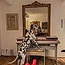 Robby a rejoint le concours — aidez-le/la à gagner de superbes lots ! animal, bench, dalmatian, decor, dog, framed_picture, furniture, household, indoor, lamp, mirror, pet, piano, red_toy, reflection, room, spot_pattern, toy, white_wall, wooden_floor