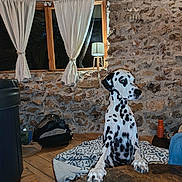 Robby a rejoint le concours — aidez-le/la à gagner de superbes lots ! animal, backdrop, blanket, cozy, curtains, dalmatian, dog, domestic_animal, furniture, home, indoor, lamp, paws, pet, resting, spot_pattern, stone_wall, table, window, wooden_floor