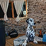 animal, backdrop, blanket, cozy, curtains, dalmatian, dog, domestic_animal, furniture, home, indoor, lamp, paws, pet, resting, spot_pattern, stone_wall, table, window, wooden_floor