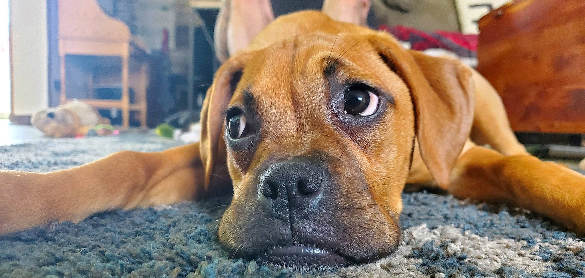 Luani joined the competition — help win amazing prizes! canidae, carnivore, collar, companion_dog, dog, dog_breed, fawn, fur, molosser, paw, snout, sporting_group, whiskers, working_dog