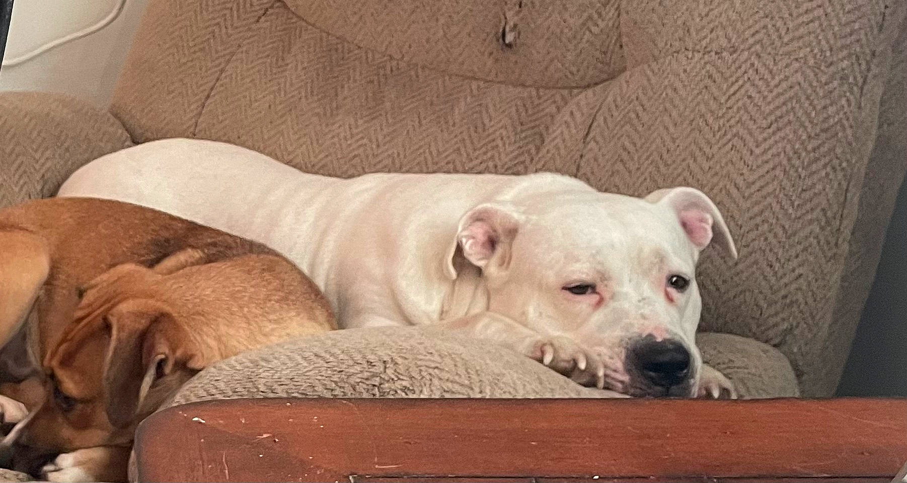 Maggie joined the competition — help win amazing prizes! canidae, carnivore, collar, comfort, companion_dog, couch, dog, dog_breed, fawn, non_sporting_group, pet_supply, snout, sporting_group, terrestrial_animal, working_animal