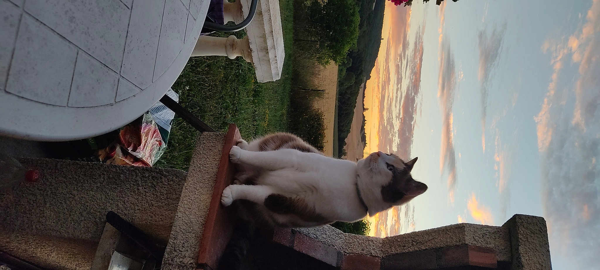 Chipie