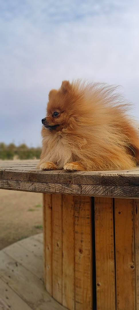 Roi Lion a rejoint le concours — aidez-le/la à gagner de superbes lots ! canidae, carnivore, companion_dog, dog, dog_breed, fawn, fur, german_spitz, german_spitz_klein, non_sporting_group, primate, sky, snout, spitz, sporting_group, tail, terrestrial_animal, wildlife, wood, working_animal