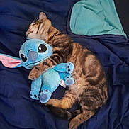 Tigrou participe au concours pour gagner de l'argent avec cette photo : cat, kitten, sleeping, plush_toy, stuffed_animal, bed, blanket, tabby, animal, cute, cozy, nap, fur, pet, soft, indoor, resting, blue, hugging, toy