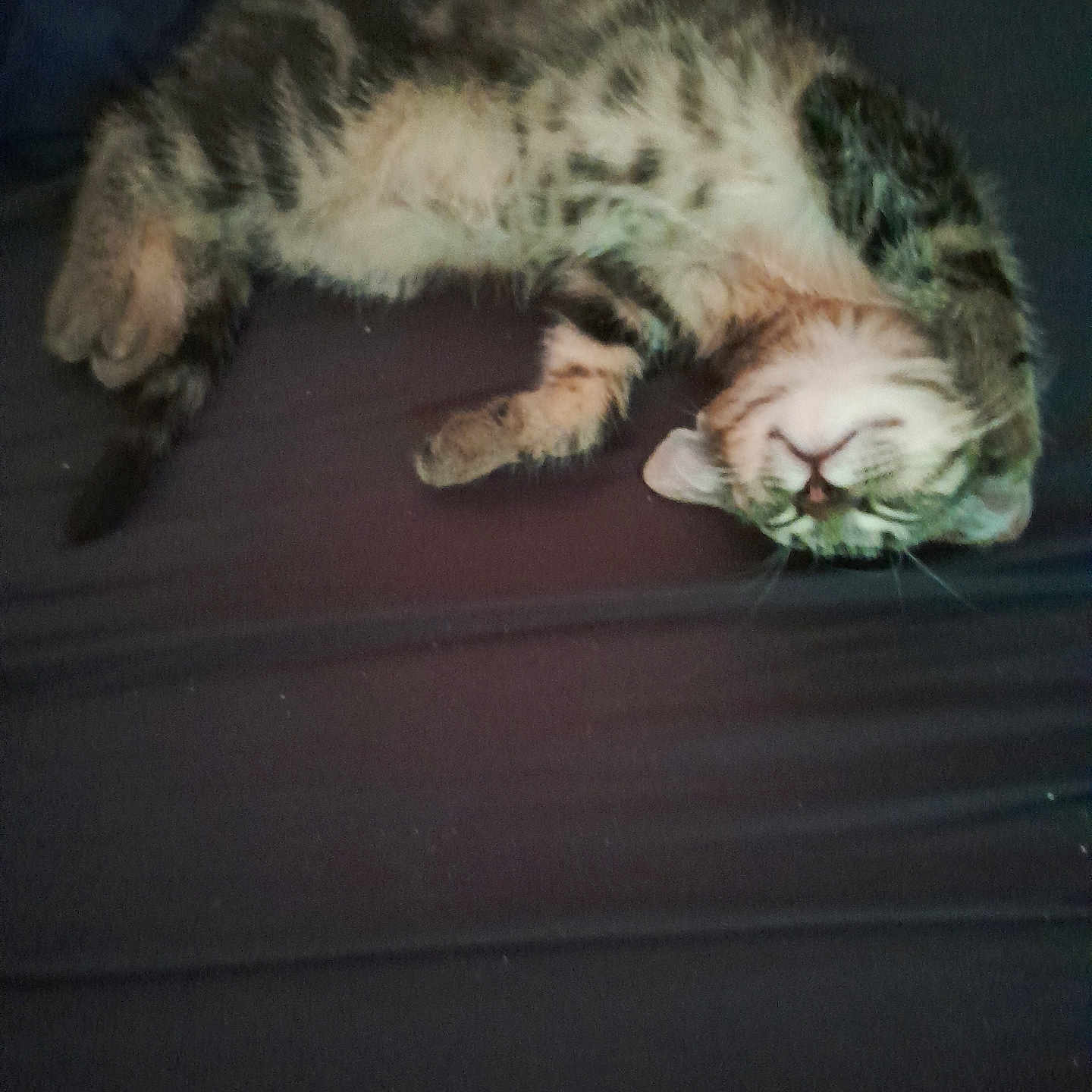 Tigrou a rejoint le concours — aidez-le/la à gagner de superbes lots ! animal, cat, cozy, cute, domestic, feline, fur, indoor, lying_down, mammal, paws, peaceful, pet, relaxed, resting, sleeping, soft, striped, tabby, whiskers