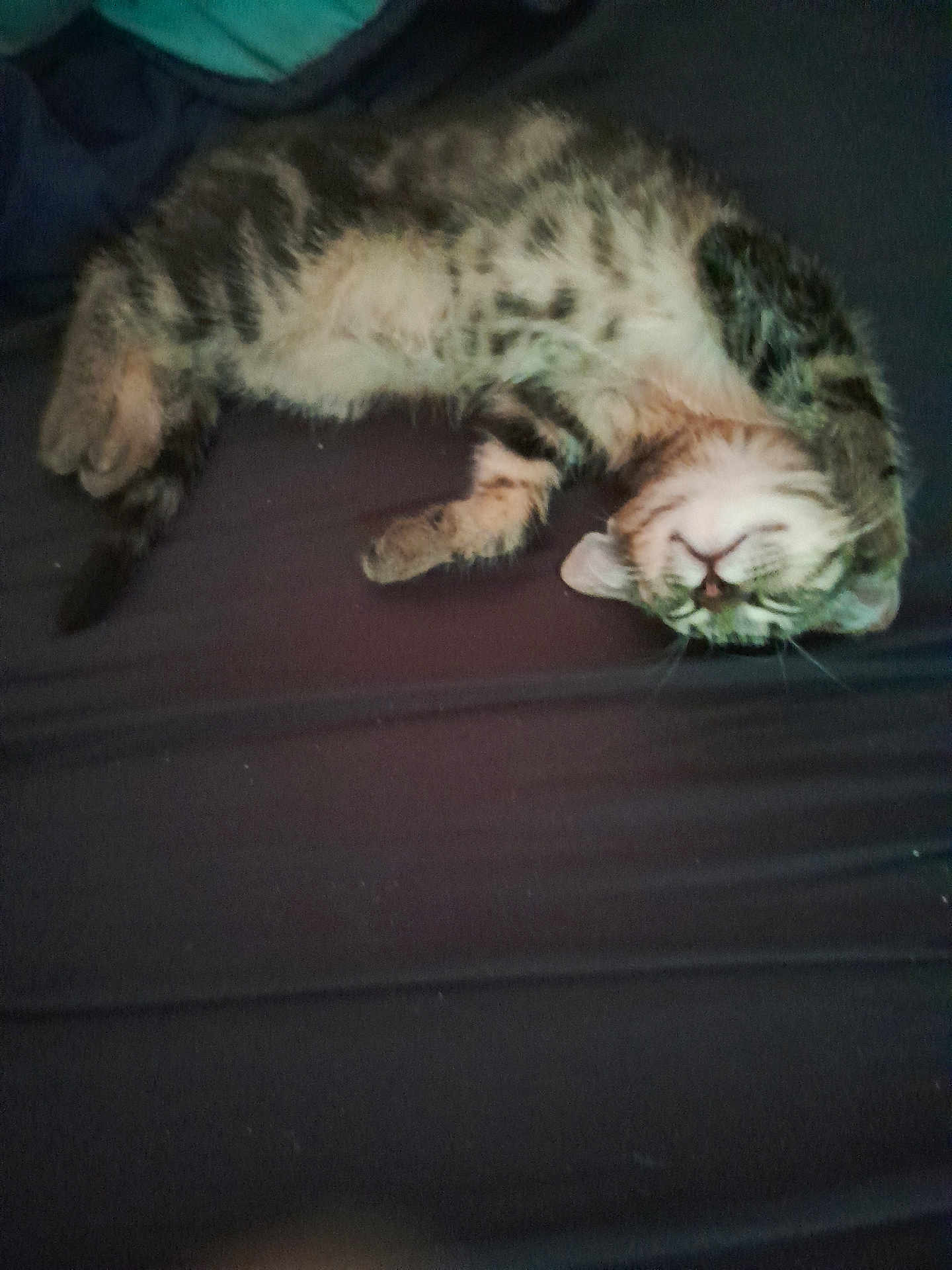 Tigrou a rejoint le concours — aidez-le/la à gagner de superbes lots ! cat, tabby, sleeping, relaxed, pet, animal, fur, whiskers, paws, indoor, cute, resting, cozy, feline, striped, mammal, domestic, soft, lying_down, peaceful