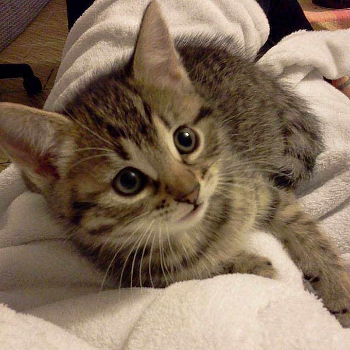 Tara participe au concours pour gagner de l'argent avec cette photo :