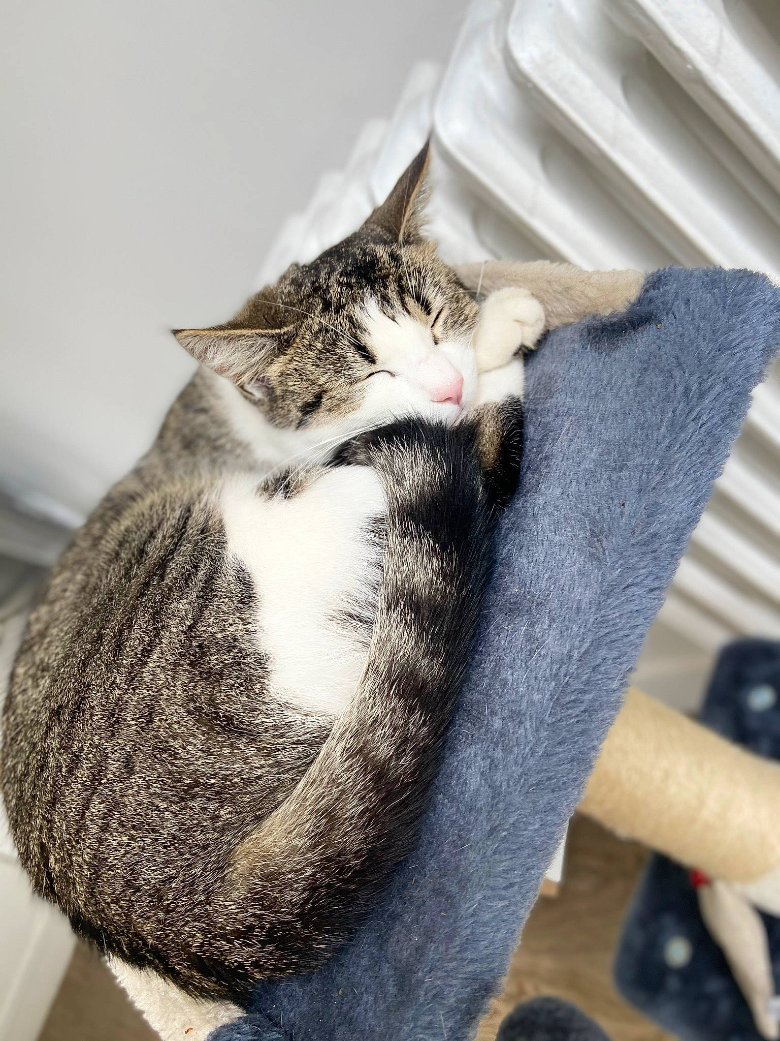 Queencie a rejoint le concours — aidez-le/la à gagner de superbes lots ! carnivore, cat, claw, comfort, domestic_short_haired_cat, felidae, fur, grey, paw, sitting, small_to_medium_sized_cats, tail, whiskers