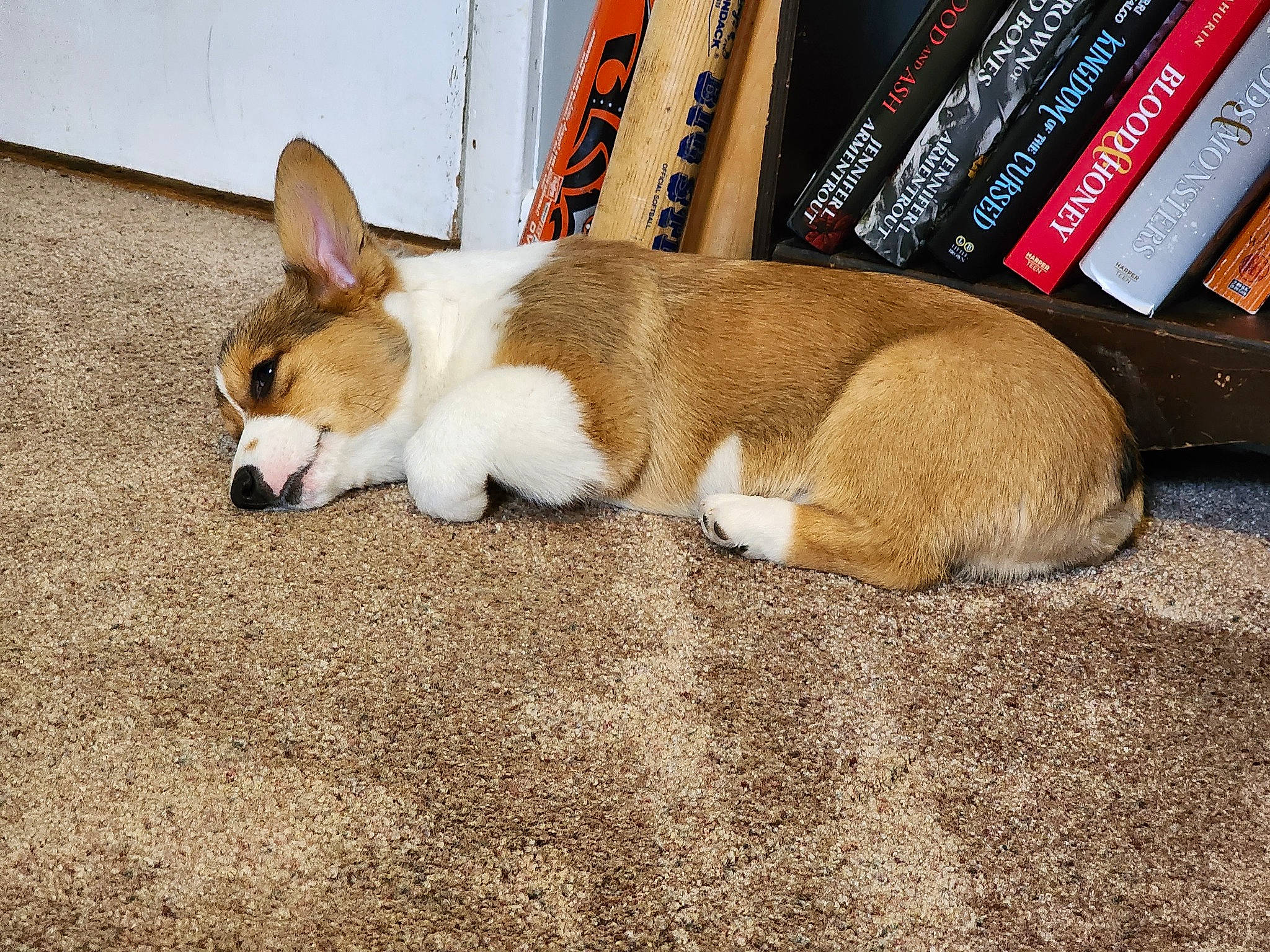 Atlas joined the competition — help win amazing prizes! ancient_dog_breeds, book, bookcase, carnivore, comfort, companion_dog, dog, dog_breed, dog_supply, fawn, flooring, fur, paw, publication, snout, tail, terrestrial_animal, whiskers, wood, working_animal