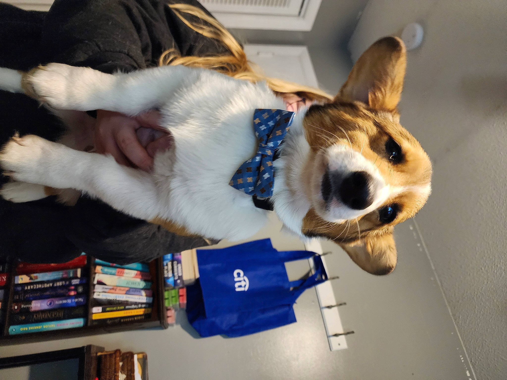 Atlas joined the competition — help win amazing prizes! canidae, carnivore, collar, companion_dog, dog, dog_breed, dog_supply, fawn, fur, non_sporting_group, paw, pet_supply, snout, sporting_group, tail, whiskers, working_animal