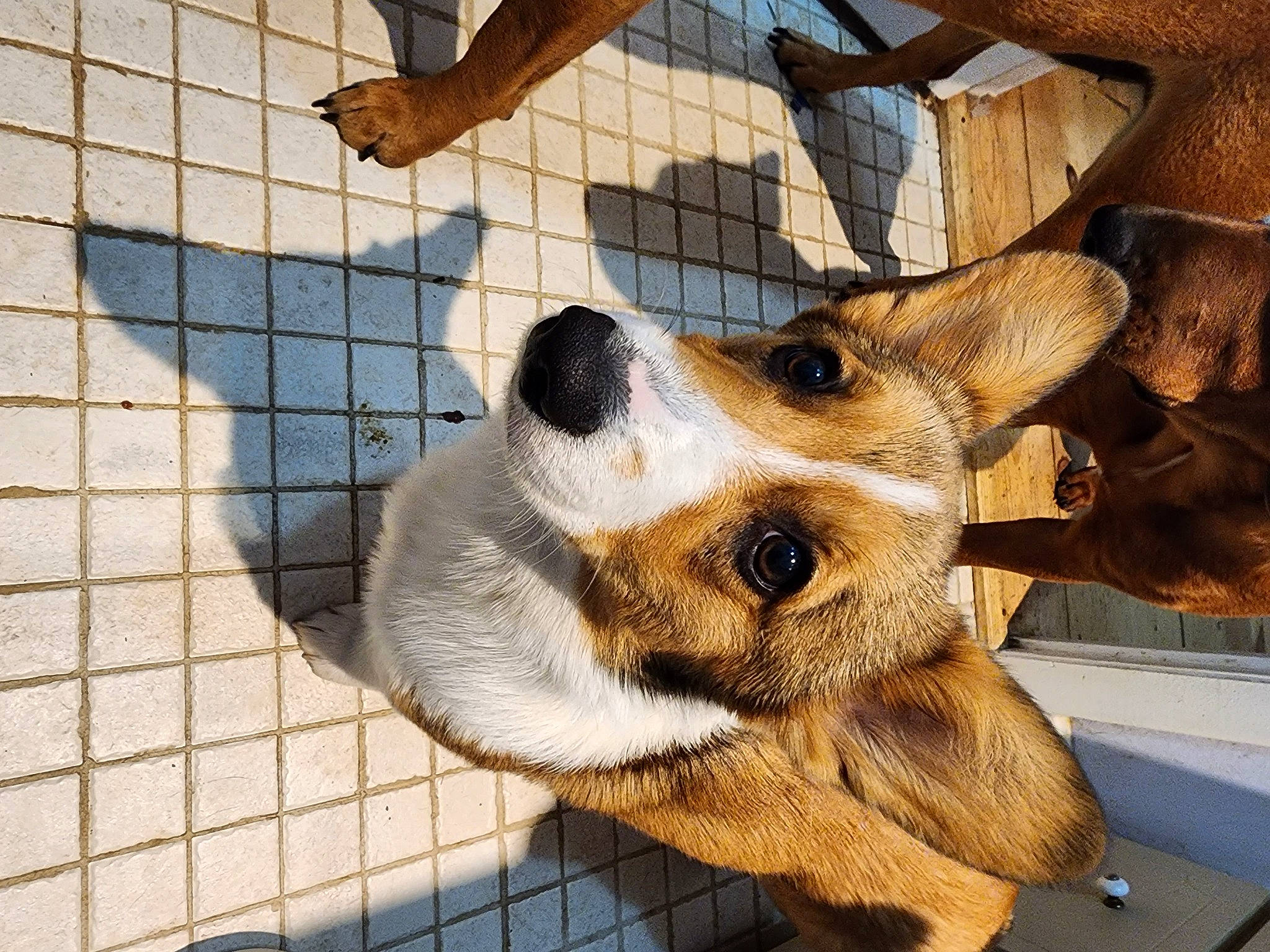 Atlas is registered to the contest to win money with this photo: animal_shelter, cage, canidae, carnivore, companion_dog, dog, dog_breed, dog_supply, fawn, fur, mesh, paw, pet_supply, snout, sporting_group, terrestrial_animal, whiskers, window, wood, working_animal