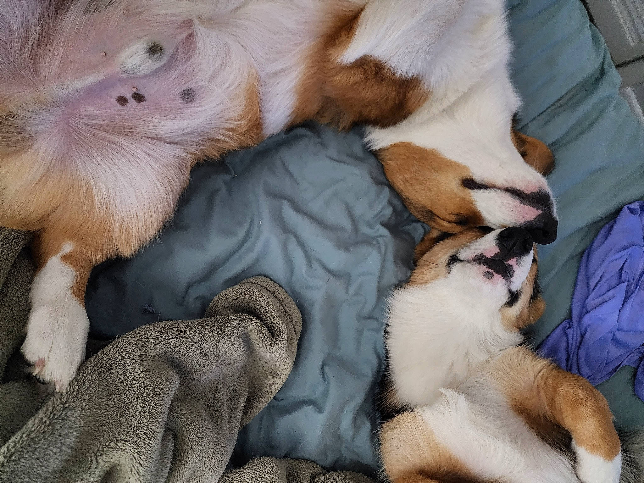 Atlas joined the competition — help win amazing prizes! big_cats, canidae, carnivore, comfort, companion_dog, dog, dog_breed, fang, fawn, felidae, fur, nap, paw, sleep, small_to_medium_sized_cats, snout, sporting_group, tail, terrestrial_animal, whiskers