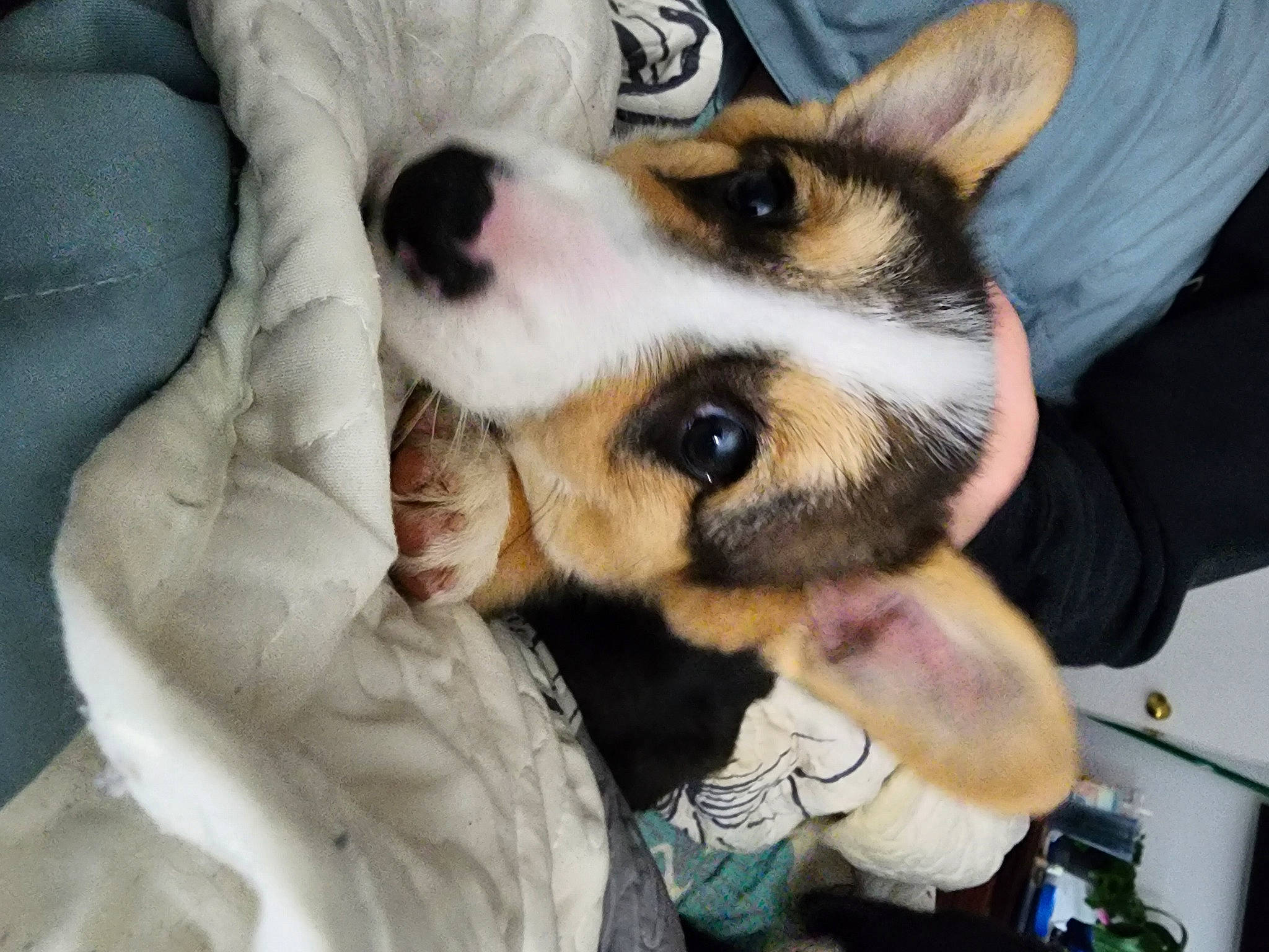 Phoenix joined the competition — help win amazing prizes! canidae, carnivore, comfort, companion_dog, dog, dog_breed, ear, fawn, fur, herding_dog, jaw, non_sporting_group, paw, siberian_husky, snout, sporting_group, terrestrial_animal, whiskers, working_animal, working_dog