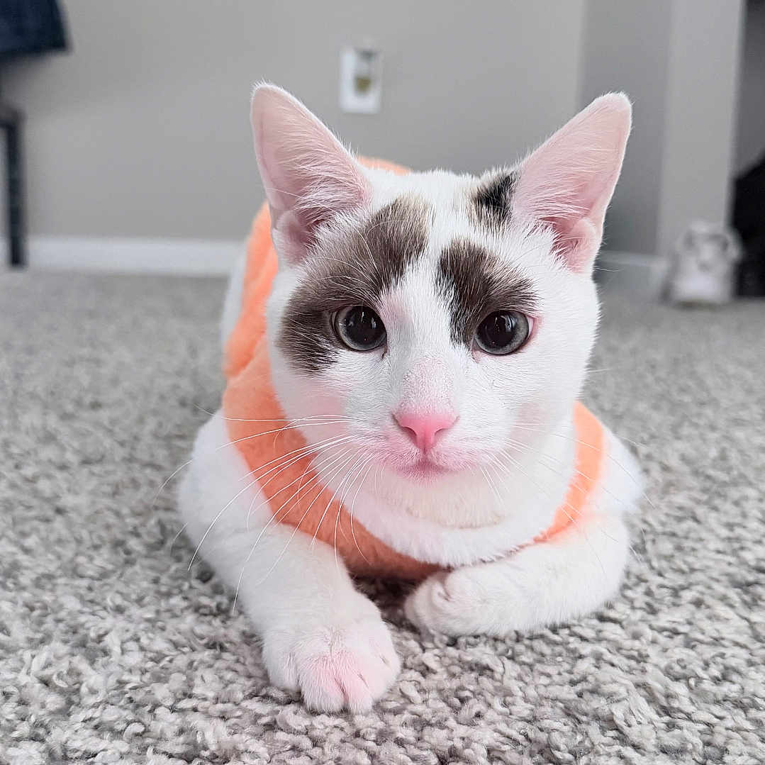 Milo joined the competition — help win amazing prizes! animal, carpet, cat, cozy, cute, domestic_cat, ears, feline, fur, home, indoor, looking_at_camera, lying_down, orange_sweater, pet, pink_nose, relaxed, soft_texture, whiskers, white_cat