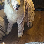Preciouss joined the competition — help win amazing prizes! casual, cozy, dog, domestic, floor, furniture, furry, hand, happy, home, indoor, leggings, living_room, person, pet, polka_dot, robe, smiling, television, wooden_floor