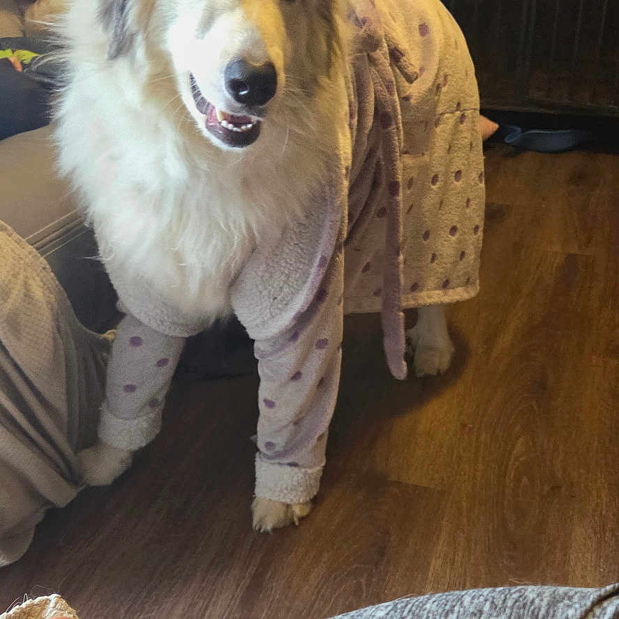Preciouss joined the competition — help win amazing prizes! casual, cozy, dog, domestic, floor, furniture, furry, hand, happy, home, indoor, leggings, living_room, person, pet, polka_dot, robe, smiling, television, wooden_floor