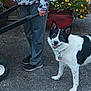 Wybee joined the competition — help win amazing prizes! animal, black_and_white, casual_clothing, collar, dog, fence, flower_pot, flowers, garden, gravel, hand, nature, outdoor, pants, person, pet, smiling, sneakers, tag, wheelbarrow