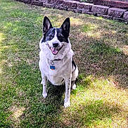 Wybee joined the competition — help win amazing prizes! black_and_white, canine, collar, dog, domestic_animal, ears_up, fence, grass, happy, mammal, nature, outdoor, pet, shadow, sitting, stone_wall, sunlight, tag, tongue_out, yard