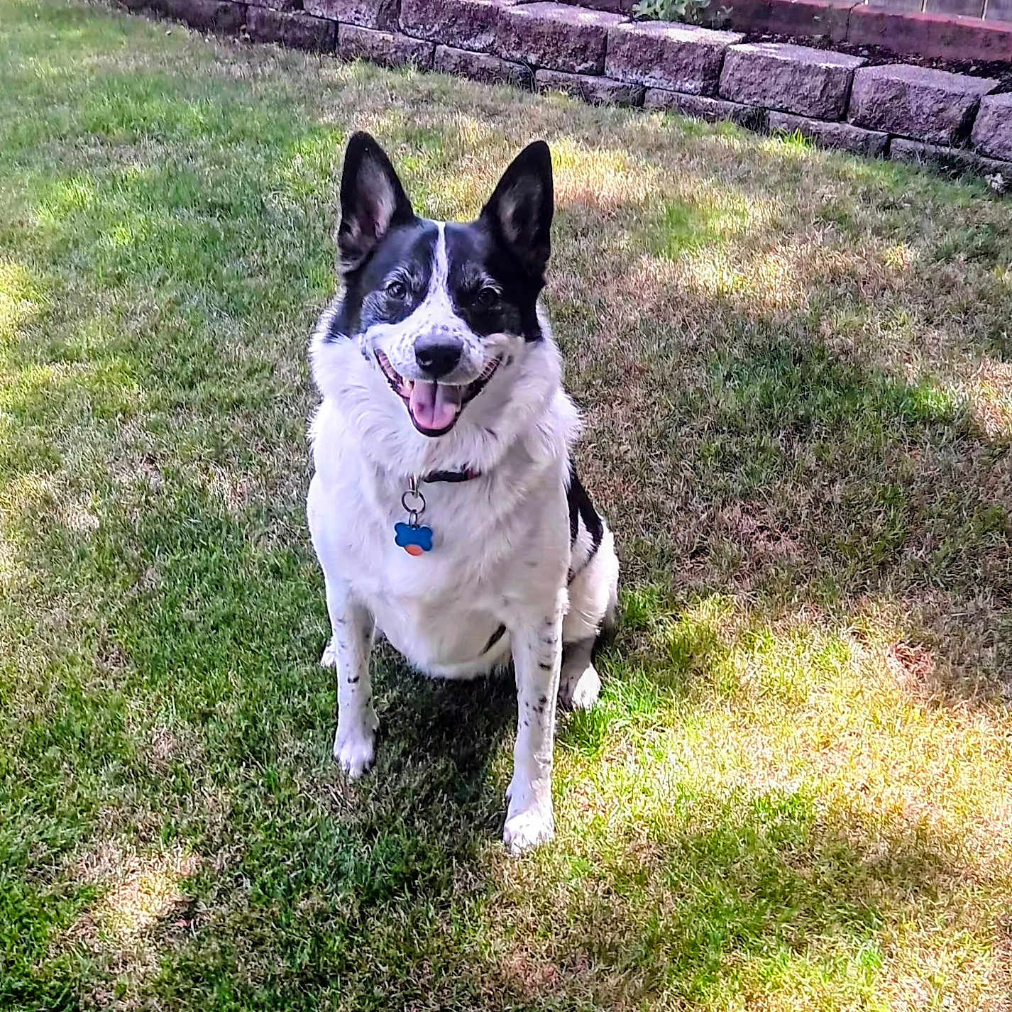 Wybee joined the competition — help win amazing prizes! black_and_white, canine, collar, dog, domestic_animal, ears_up, fence, grass, happy, mammal, nature, outdoor, pet, shadow, sitting, stone_wall, sunlight, tag, tongue_out, yard