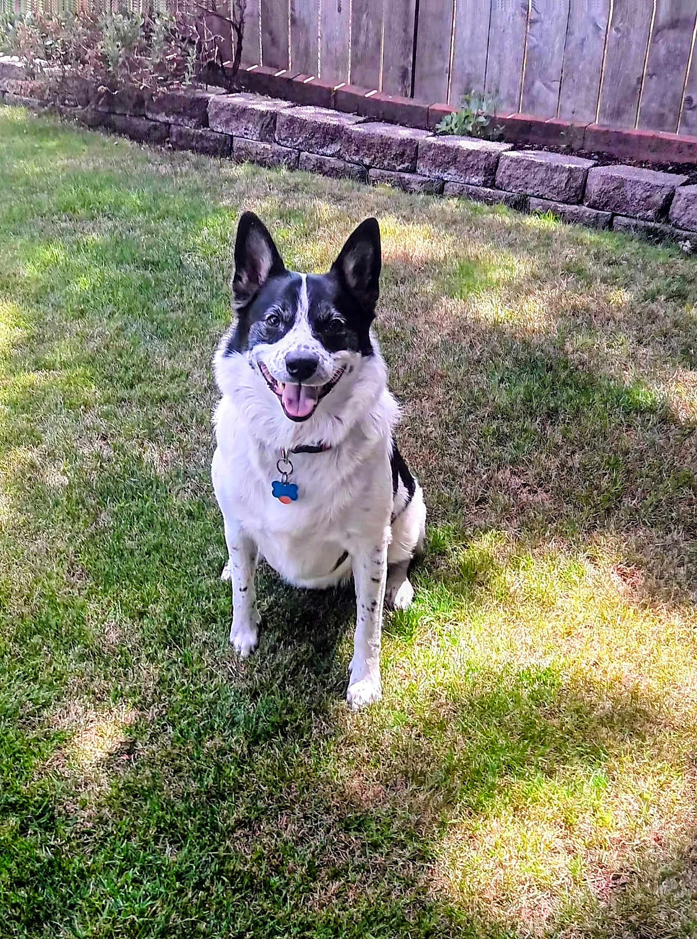 Wybee joined the competition — help win amazing prizes! black_and_white, canine, collar, dog, domestic_animal, ears_up, fence, grass, happy, mammal, nature, outdoor, pet, shadow, sitting, stone_wall, sunlight, tag, tongue_out, yard