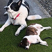Wybee is registered to the contest to win money with this photo: animal, black_and_white, canine, collar, concrete, daylight, dog, fur, grass, lying_down, medium_dog, nature, outdoor, pet, quiet, relaxation, resting, sleeping, small_dog, two_dogs